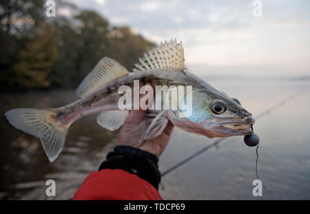 Walleye catturati sulla maschera artigianale esca in autunno nebbiosa mattina Foto Stock