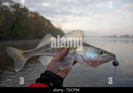 Walleye catturati sulla maschera artigianale esca in autunno mattina Foto Stock