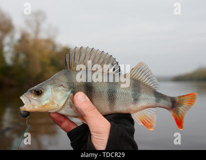 Comune di persico del pescatore, mano close-up Foto Stock