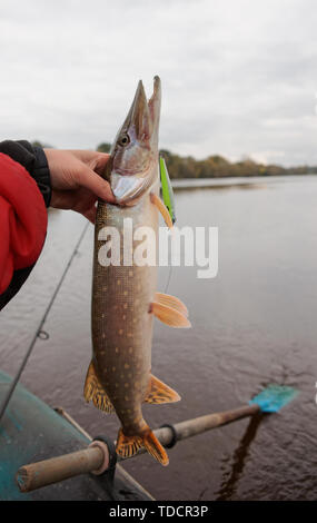 Il luccio del nord in Fisherman's mano Foto Stock