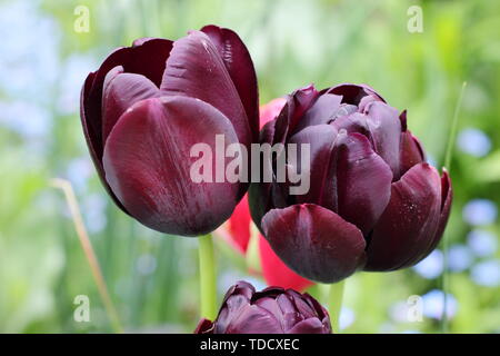 Tulipa "Regina della notte" (L) e Tulipa 'Black Hero' (R). Singola "Regina della notte' tulip e doppia versione chiamata 'Black Hero' tulip Foto Stock