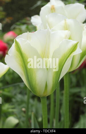 Tulipa 'Spring verde' verde e avorio Viridiflora tulip nel Maggio Foto Stock