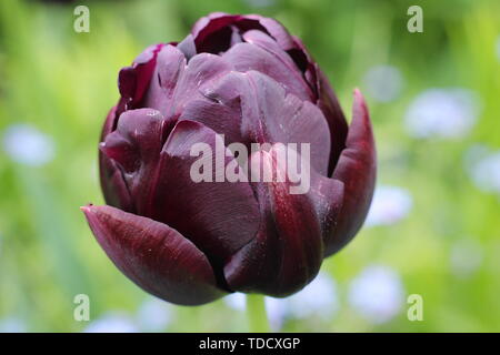 Tulipa 'Eroe nero'. Viola scuro, doppia versione di fiori di Tulipa "Regina della notte' - Maggio Foto Stock