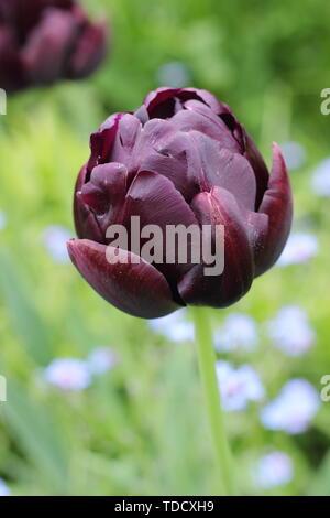 Tulipa 'Eroe nero'. Viola scuro, doppia versione di fiori di Tulipa "Regina della notte' - Maggio Foto Stock