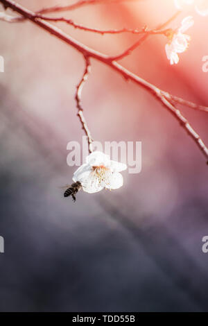 Peach Blossoms e miele-picking api nella mattina di primavera fioriscono Foto Stock