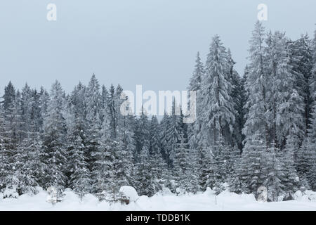 Foresta di inverno in Austria Inferiore, Waldviertel, Austria Foto Stock