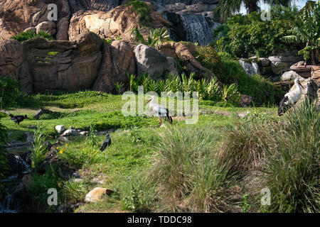 Orlando, Florida. Aprile 29, 2019. Gli uccelli ai piedi dell albero della vita al regno animale. Foto Stock