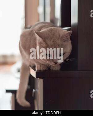 Cat breve gradiente argento Foto Stock