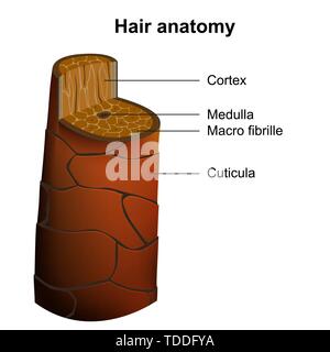 Capelli umani anatomia medical illustrazione vettoriale isolati su sfondo bianco Illustrazione Vettoriale