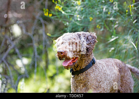 Ritratto di cane Lagotto romagnola macro sfondo arte in stampe di alta qualità prodotti 50,6 megapixel Foto Stock