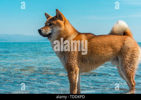 Giovani pedigree cane in appoggio sulla spiaggia. Red Shiba Inu cane nel mar nero in Novorossiysk. Cane in posa con lo sfondo del mare e s Foto Stock