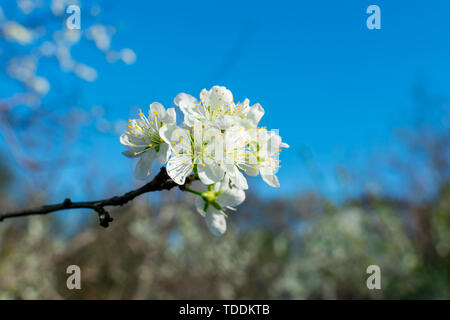 Fioritura pear tree branch close-up in un giardino di frutta contro un cielo blu e sfocata piante. Foto Stock
