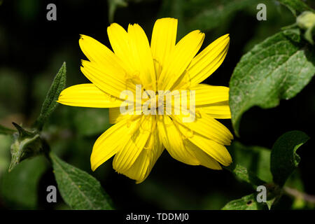 Taraxacum Blow up selvaggio fiore blossom sfondo macro arte in stampe di alta qualità prodotti 50,6 megapixel Foto Stock