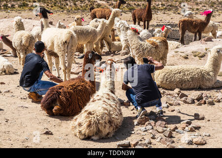 I turisti tenendo selfies sui loro telefoni cellulari con lama e alpaca in la Reserva Nacional de Salinas y Aguada Blanca, Arequipa, Perù, Foto Stock