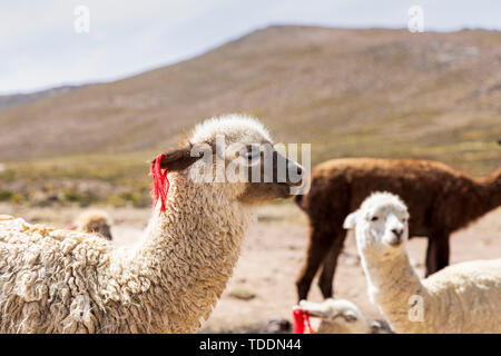 Llama, Lama glama, nella Reserva Nacional de Salinas y Aguada Blanca, Arequipa, Perù, Foto Stock