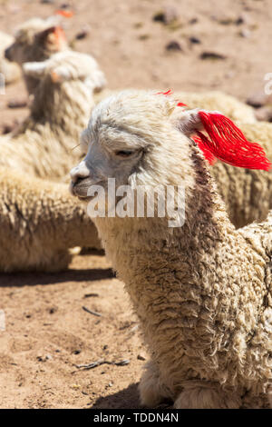 Alpaca, Vicugna pacos, Reserva Nacional de Salinas y Aguada Blanca, Arequipa, Perù, Foto Stock