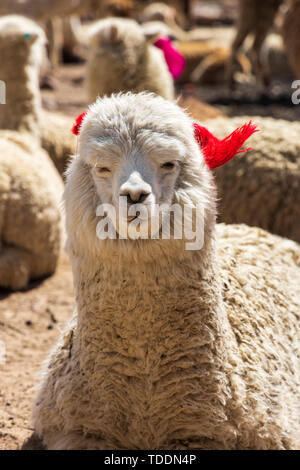 Alpaca, Vicugna pacos, Reserva Nacional de Salinas y Aguada Blanca, Arequipa, Perù, Foto Stock