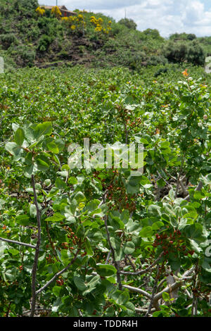 Coltivazione di importante ingrediente della cucina italiana, piantagione di alberi di pistacchio con la maturazione di pistacchi vicino Bronte, situato sulle pendici del M Foto Stock