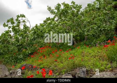 Coltivazione di importante ingrediente della cucina italiana, piantagione di alberi di pistacchio con la maturazione di pistacchi vicino Bronte, situato sulle pendici del M Foto Stock