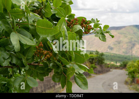 Coltivazione di importante ingrediente della cucina italiana, piantagione di alberi di pistacchio con la maturazione di pistacchi vicino Bronte, situato sulle pendici del M Foto Stock