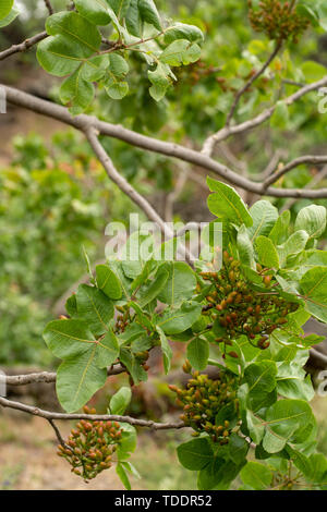 Coltivazione di importante ingrediente della cucina italiana, piantagione di alberi di pistacchio con la maturazione di pistacchi vicino Bronte, situato sulle pendici del M Foto Stock