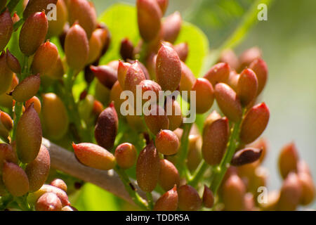 Coltivazione di importante ingrediente della cucina italiana, piantagione di alberi di pistacchio con la maturazione di pistacchi vicino Bronte, situato sulle pendici del M Foto Stock