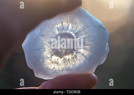 Man mano che tiene una grandine dopo la tempesta di grandine Foto Stock