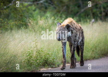 Spotted hyaena passeggiate vista frontale sulla strada nel parco nazionale di Kruger, Sud Africa ; Specie Crocuta crocuta famiglia di Hyaenidae Foto Stock