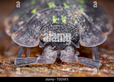 Grande ritratto di ingrandimento di viva chuky bug Armadillium vulgare Foto Stock