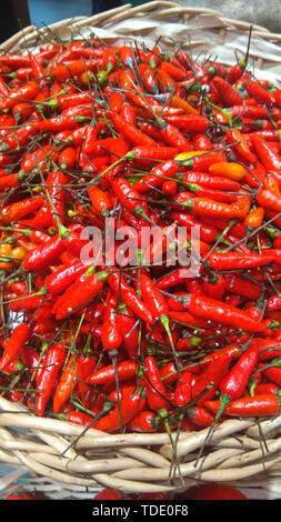 Il capsicum frutescens, Pimenta-malagueta pepe, São Paulo, Brasile Foto Stock