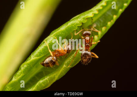 Due pazzi formiche (Nylanderia flavipes) tendono afidi in una foglia arricciata. Foto Stock