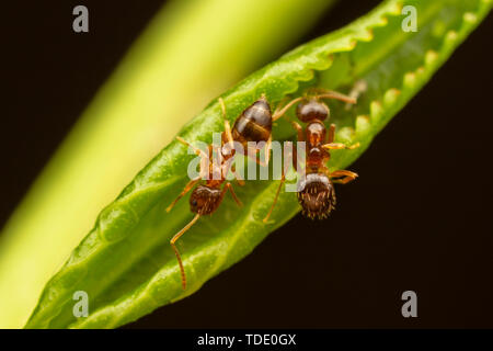 Due pazzi formiche (Nylanderia flavipes) tendono afidi in una foglia arricciata. Foto Stock