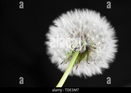 Fiore di tarassaco fotografati contro uno sfondo nero. Foto Stock