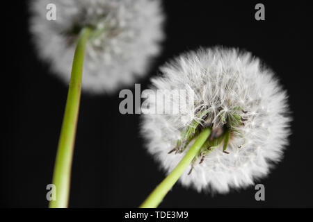 Fiore di tarassaco fotografati contro uno sfondo nero. Foto Stock