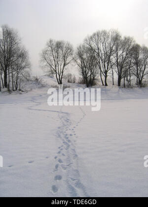 Paesaggio invernale con alberi e tracce sulla neve Foto Stock