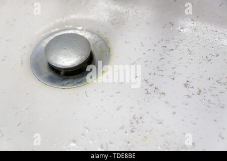 Bianco sporco lavaggio bacino dissipatore che mostra una schifezza svuotare con le punte dei capelli. Il tappo è un brutto sporco disgustoso lordo chrome in acciaio inox della materia Foto Stock