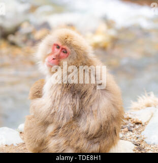 Neve giapponesi Macaque monkey in primavera calda Onsen Jigokudani Monkey Park, Nakano, Giappone Foto Stock