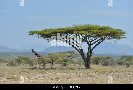 (190615) -- NAIROBI, 15 giugno 2019 (Xinhua) -- Una giraffa poggia sotto gli alberi a Samburu riserva nazionale, nel nord del Kenya, 14 giugno 2019. La Samburu National Reserve si trova nel nord del Kenya, copre un area di circa 165 chilometri quadrati. Esso attira gli animali a causa del Ewaso Ng'iro fiume che scorre attraverso di essa e la miscela di acacia, foresta fluviale, thorn alberi e prati vegetazione. Di Grevy zebra, gerenuk reticolato, giraffe e beisa oryx qui sono più di quelli in altre regioni del paese. La riserva è anche la casa di leoni, coccodrilli, babbuini, elefanti e hund Foto Stock