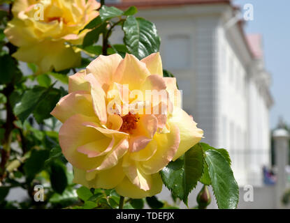 15 giugno 2019, Brandeburgo, Gransee/OT Meseberg: Rose fiore nel giardino del castello di Meseberg. Il castello è la guest house del governo federale. Il giorno della porta aperta, selezionate le camere al piano terra così come il parco all'Huwenowsee può essere visitato. Foto: Bernd Settnik/dpa-Zentralbild/dpa Foto Stock