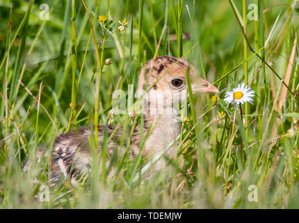 Elkton, OREGON, Stati Uniti d'America. Il 15 giugno, 2019. Un piccolo Wild Turchia chick foraggi vicino a sua madre e i fratelli in un pascolo nei pressi di Elkton in rural western Oregon. Credito: Robin Loznak/ZUMA filo/Alamy Live News Foto Stock