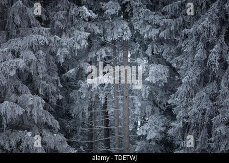 Foresta di inverno in Austria Inferiore, Waldviertel, Austria Foto Stock