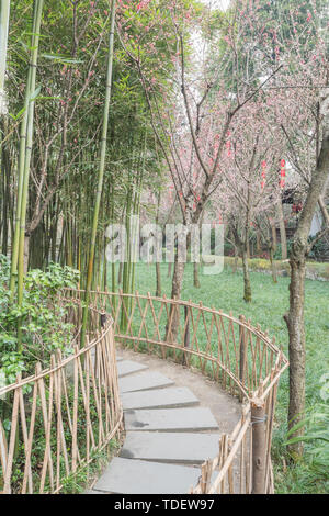 Foresta di Bamboo prugna Fiore strada prato in primavera a Chengdu, Cina Foto Stock