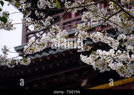 Fiori Ciliegio al tempio Hanshan a Suzhou Foto Stock