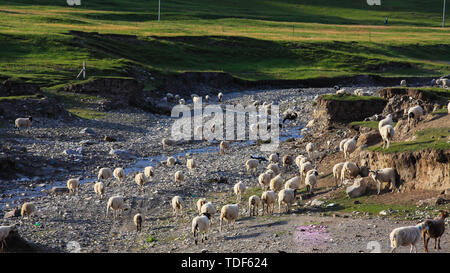 I branchi sulle rive del lago di Qinghai Foto Stock