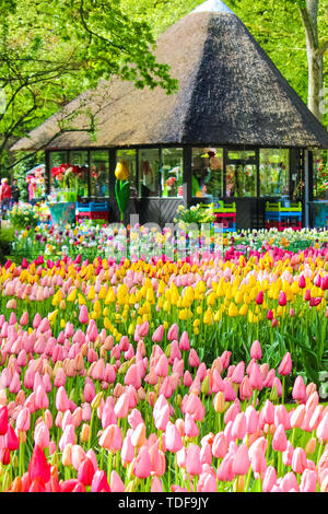 Il Keukenhof Lisse, Paesi Bassi - 28 Apr 2019: incredibili giardini Keukenhof con tipici tulipani colorati. Il famoso parco è un olandesi principali di attrazione turistica. Holland concetto. Fiori colorati, la molla. Foto Stock