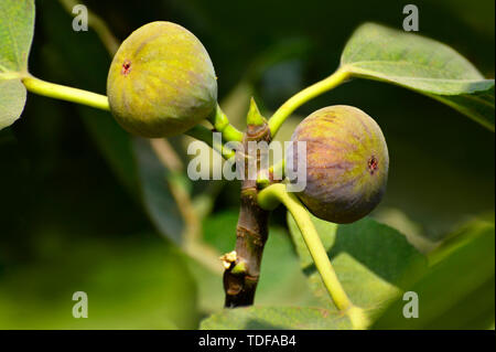 Fichi maturi pronti per la raccolta sull'albero vicino a Pune, Maharashtra, India. Foto Stock