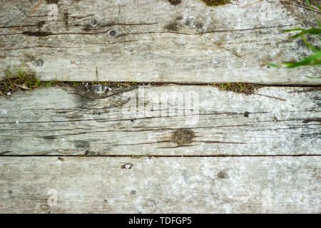 Vecchio grigio di tavole di legno con crepe e Moss. Sfondo vintage. Foto Stock