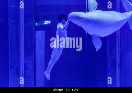 Il Beluga whale prestazioni in Haichang Ocean Park, Shanghai Foto Stock