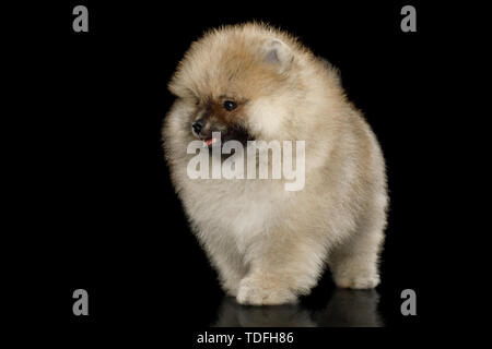 Curato in miniatura Spitz Pomerania cucciolo permanente nero su sfondo isolato, vista frontale Foto Stock