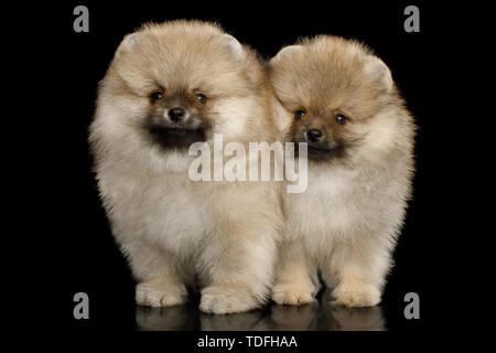 Due battute in miniatura Spitz Pomerania cuccioli permanente nero su sfondo isolato, vista frontale Foto Stock